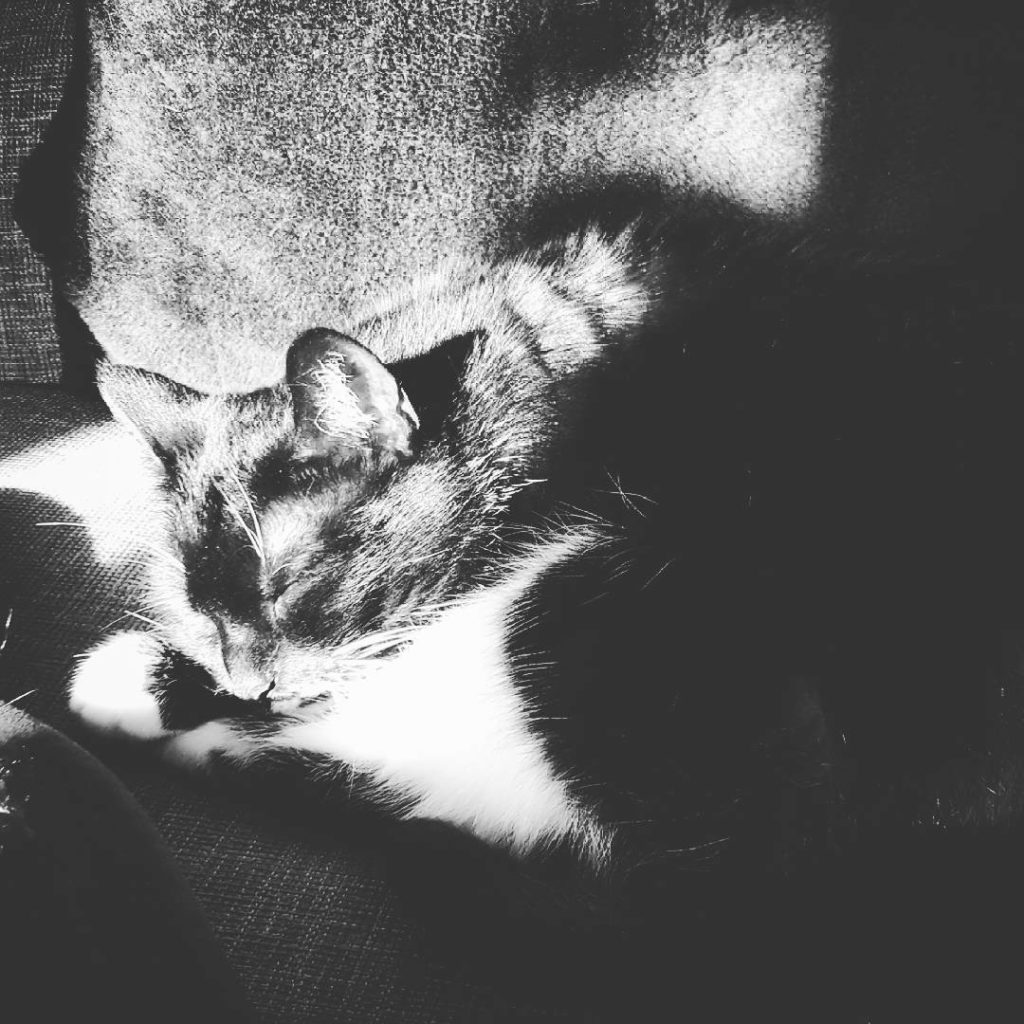 I wish I could be my cat at least for one day...