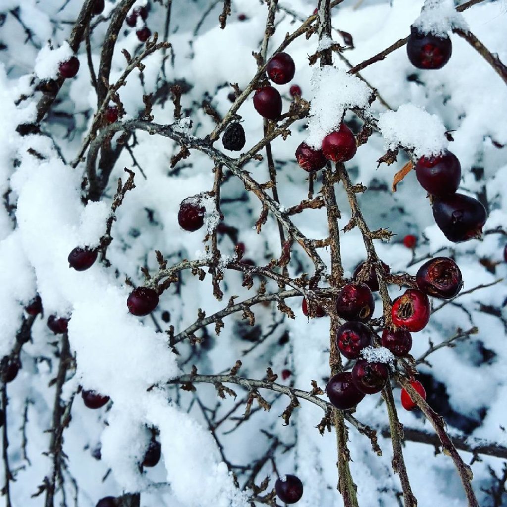 Still winter. ❄
Still beautiful. 
Still in love with snow. 

#photography #photos #nature #winter #cold #ice #snow #schnee #eshatgeschneit #winterkind #endlichschnee #winterwonderland #snowishere #schneelandschaft #frostig #lovewinter #winter2017