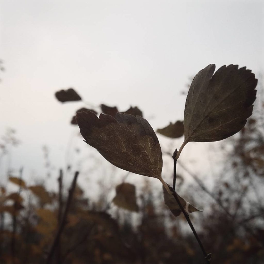 These days when autumn feels like winter but forgot the snow and so - in the end it's just grey and cold. .

Ganz viel Arbeit steht dieses Wochenende an. Euch wünsche ich besser eine entspannte Zeit! ;)