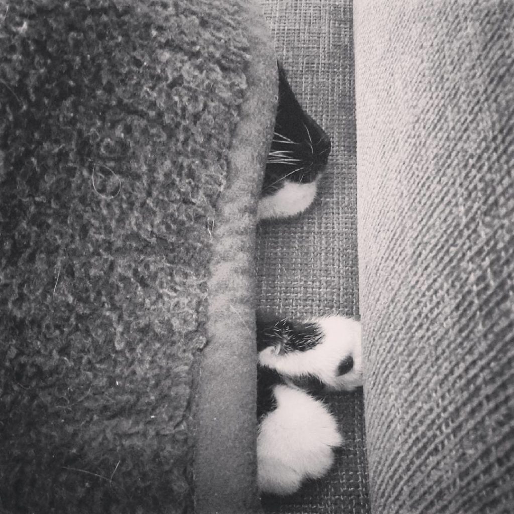 Lazy sunday. 

Meine Katze leistet mir beim untätig Rumliegen Gesellschaft.