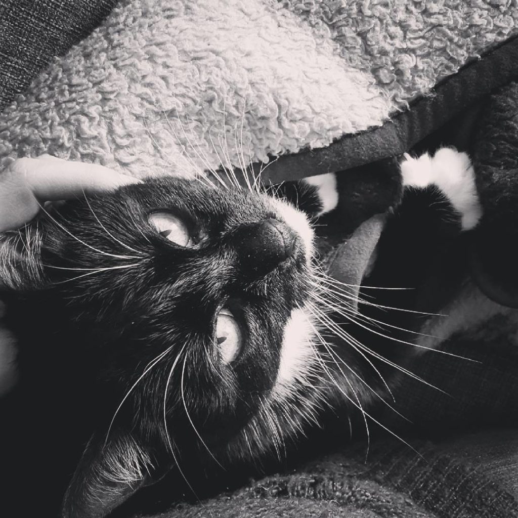 Happy caturday!  .

Nach dem ganzen scrap stuff war es mal wieder Zeit für eine Auszeit mit der kleinen Madam. Leider muss ich heute noch arbeiten und kann nicht den ganzen Tag mit ihr kuscheln - aber ihr Blick tröstet mich