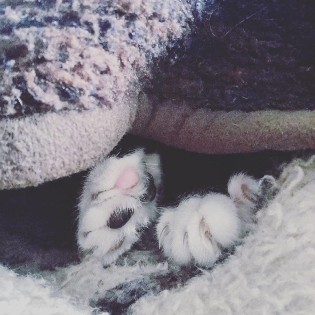Happy Caturday!  .

Das Wetter ist mistig - drum bleibt zuhause und kuschelt mit euren Liebsten! ;)