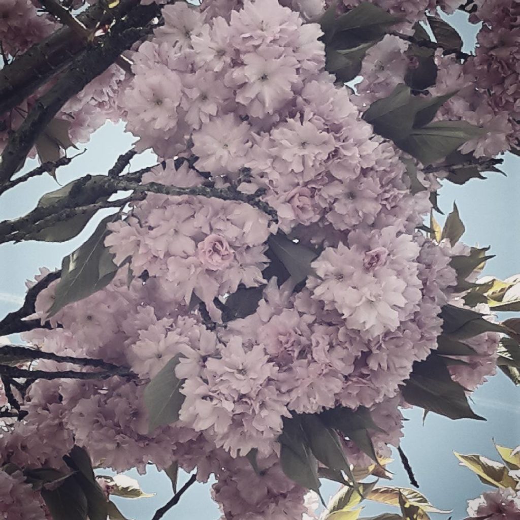 Srsly snow. I like you. Really. But it's time to go now. It's spring's turn!!! .

Selbst ich Winterkind würde mich jetzt langsam mal über etwas schöneres Wetter freuen!