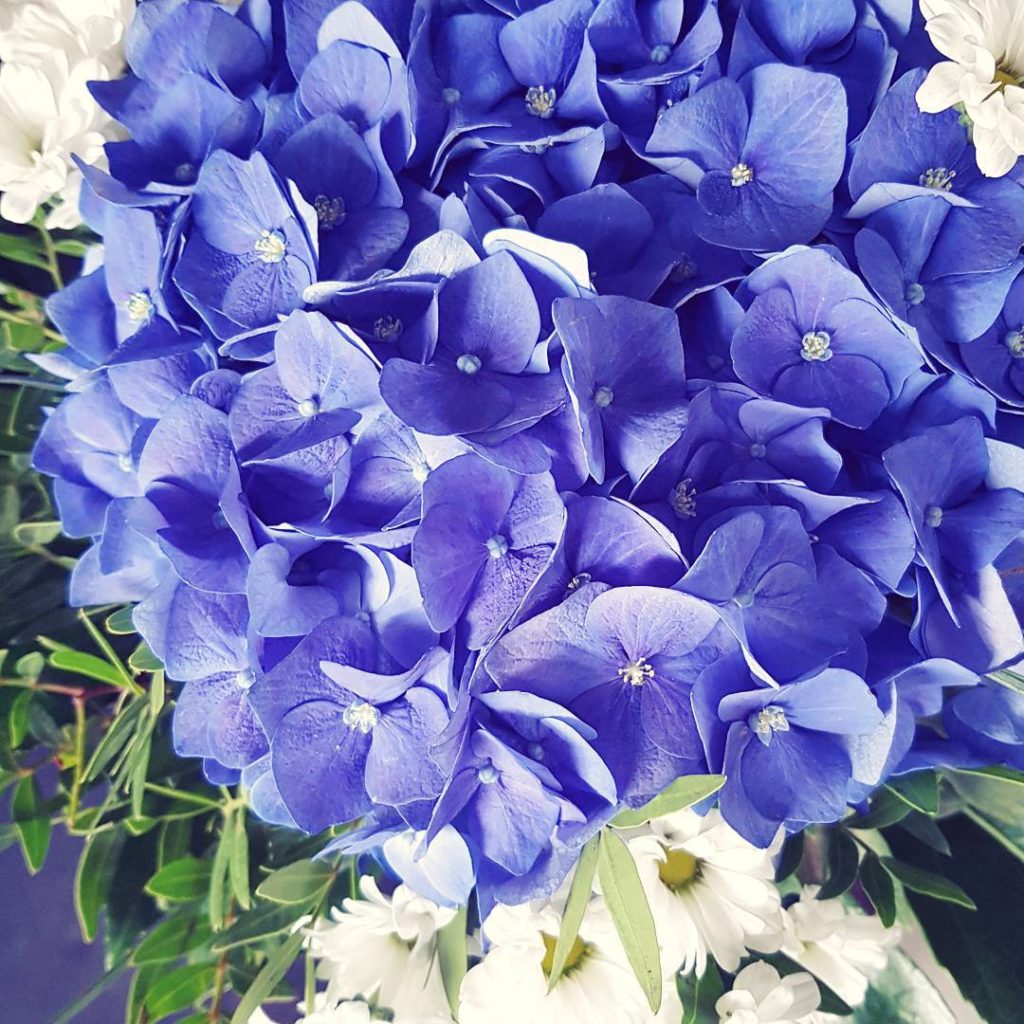 My love bought me this amazing flowers some days ago and I'm still in love with them. And him. Of course. ❤ #flowers #present #thelittlethings #love #horthensia #blue #violett #heknowsme #ichliebehorthensien #blumenfürsherz #blumenstrauss #kriegichdasjetztjedentag