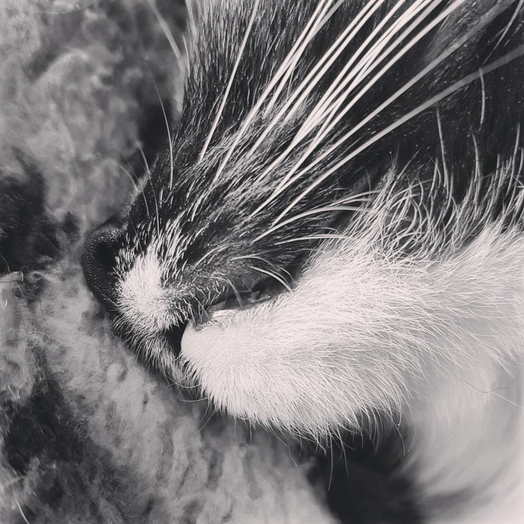 Had to get up at 5 a.m. today and was pretty jealous that my cat just turned around and slept in. Thank god she's so cute... #cat #catcontent #catsinthemorning #purr #purrfectfelines #schnäuzchenliebe #katzenmama #sleepy #sleepingbeauty #furr