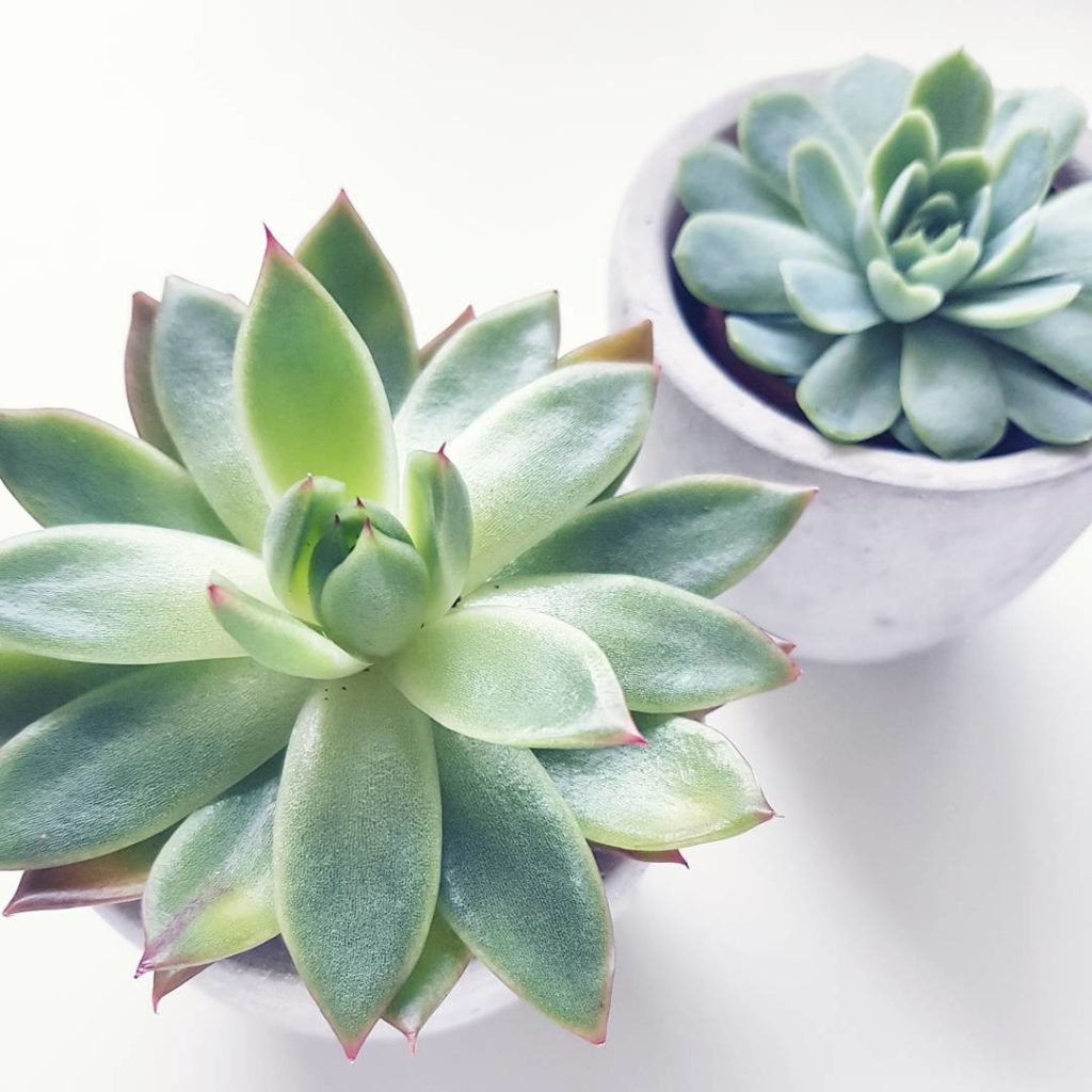 My beautiful two new friends in my new home office. Thanks a lot to @winkelvansinkel_hh and @frauhoelle ^^ #sukkulenten #succulents #greenery #grünpflanzen #minipflänzchen #plantlove #frauhöllemademebuyit #winkelvansinkel #newin #homeoffice #grünerdaumenundso #inspiration #motivation