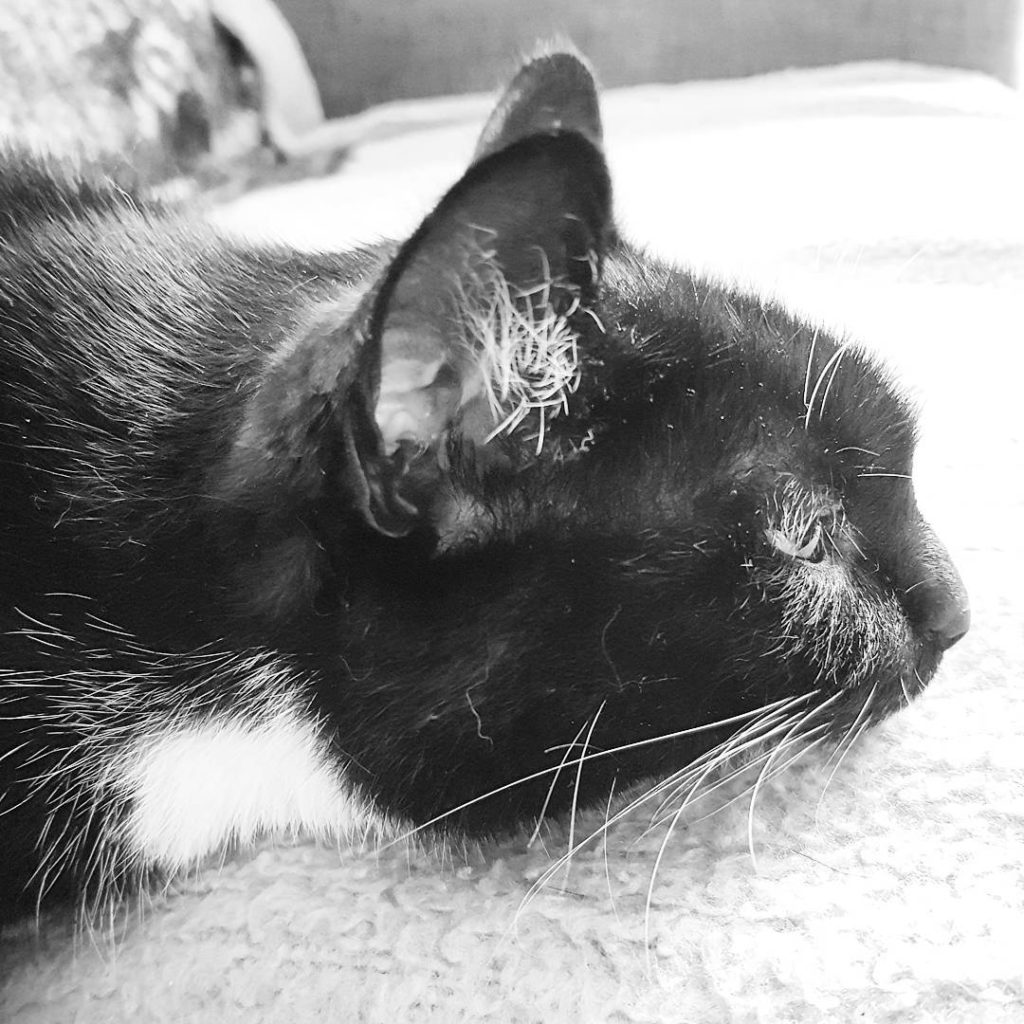 Is it finally time for the weekend?

#cat #catcontent #katzenmama #katze #sleepingbeauty #tired #furry #weekend #timeforweekend #müdemietze