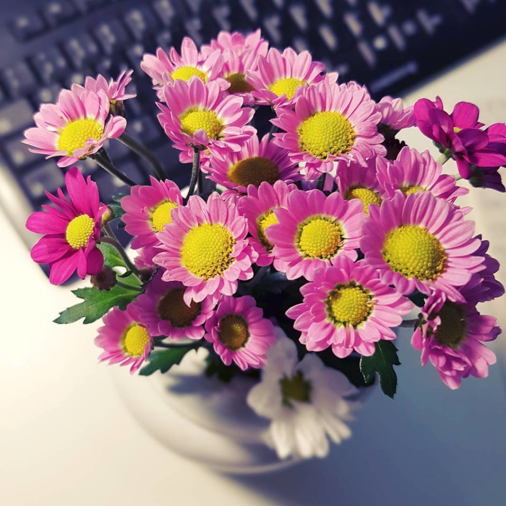 I'm sorry that I'm so quiet the last days. I'm still not feeling well - and there are some real life things which I have to do right now. 
But I'm sure I will be back, soon. :) Hope you all will have a great monday!  .

#flowers #chrysanthemum #floral #floralbouquet #alottodo #muchwork #mondayssuck #mondaymotivation #cantdecide #reallifesometimessuck