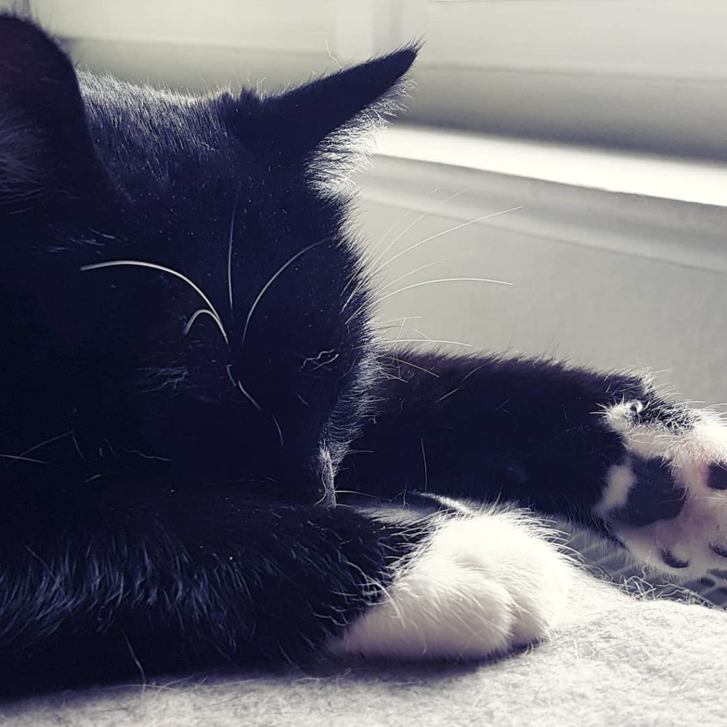Today's to do: calming down and relaxing. Have a good start into 2018! 

#cats #catcontent #sleepingbeauty #sleepingcat #pawsome #nupsies #hello2018 #silvesterkater #sleepingin #ausschlafen
